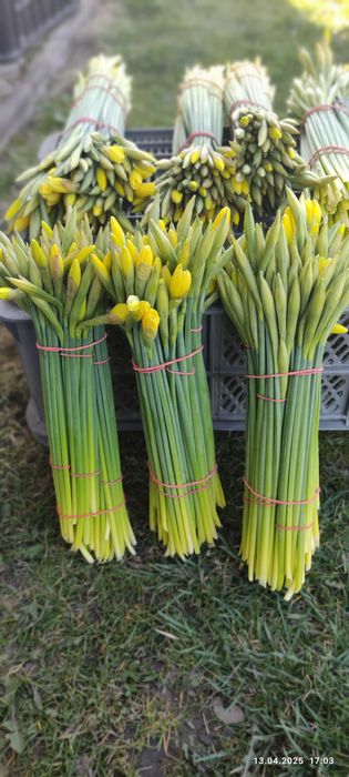 Żonkile kwiaty cięte