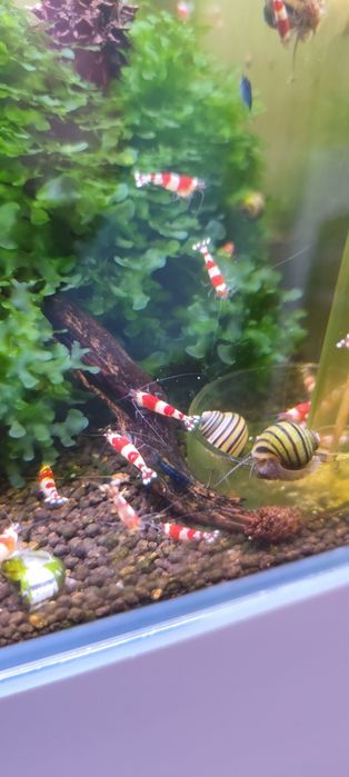 Caridinas crystal black e red puras e neocaridina Yellow néon back