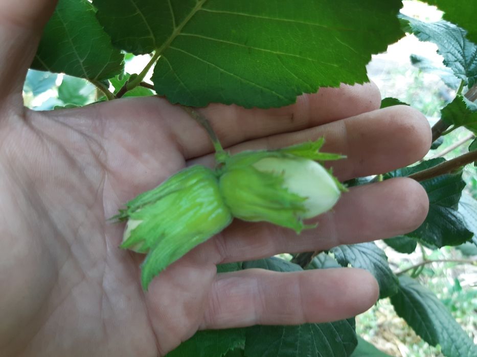 Саженцы фундука трапезунд , каталонский,косфорд,черкесский 2.