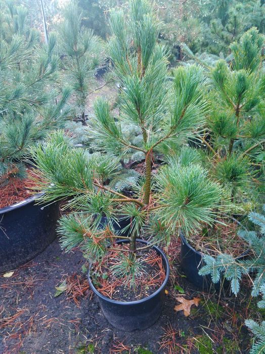 Sosna czarna ,pospolita , zwyczajna ,itp.