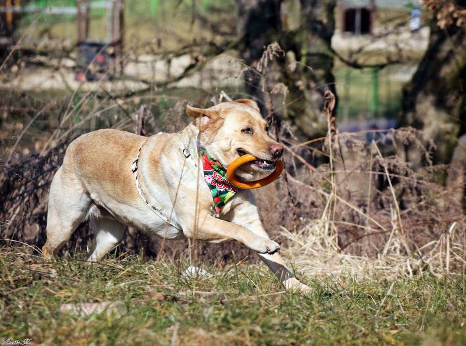Labradorka Hera szuka swojego domu