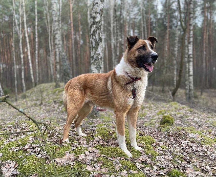 Owczarkowaty Cukier – piękny, duży pies z charakterem szuka domu