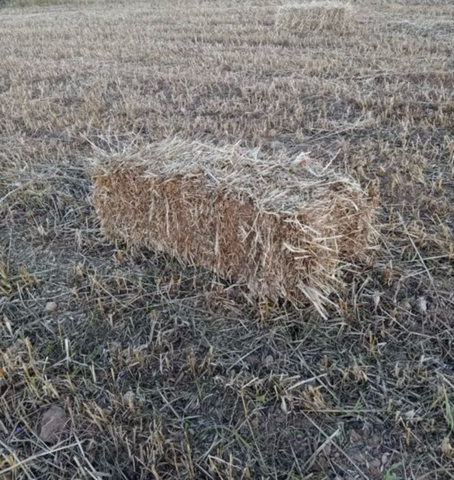 Fardos pequenos Feno Aveia, Azevém, Ervilhaca e Triticale