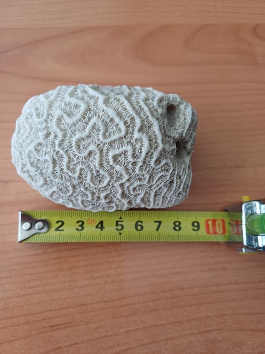 Pedra de Coral Natural Branca