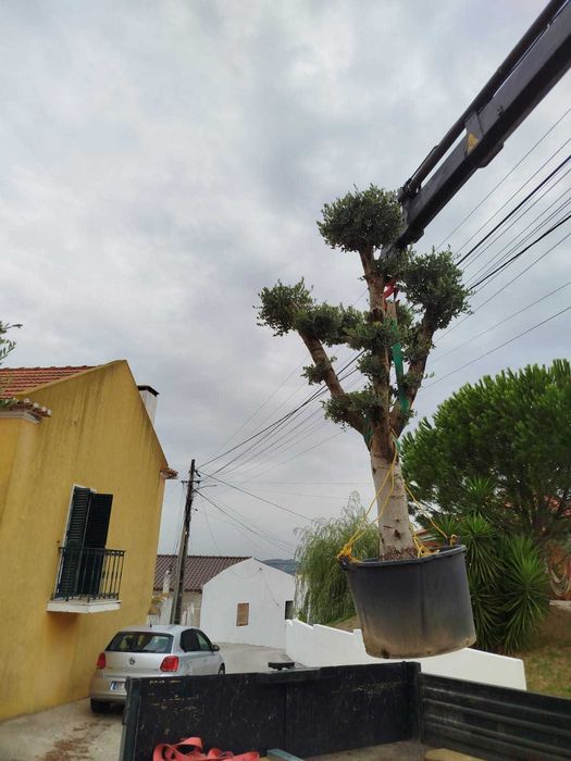 Oliveiras 40 anos