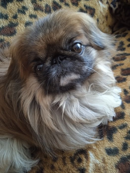 Шукаю наречену (пекінес)