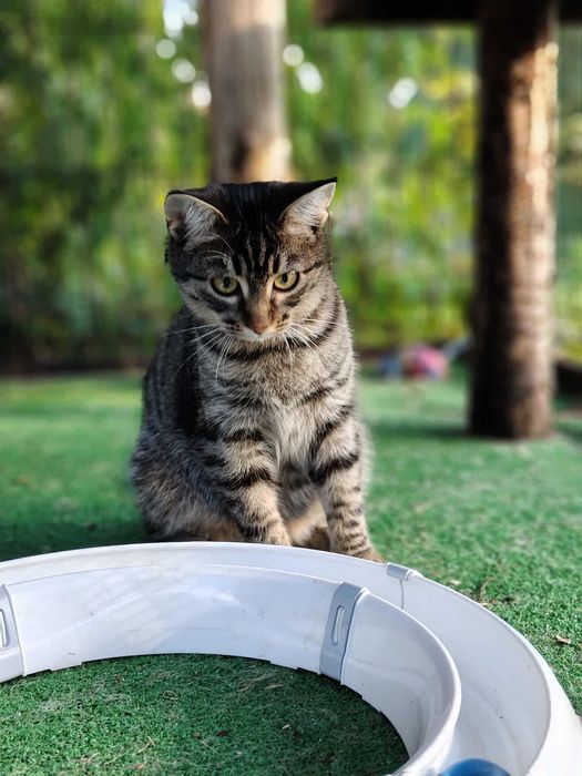 Iskierka czeka na swój dom