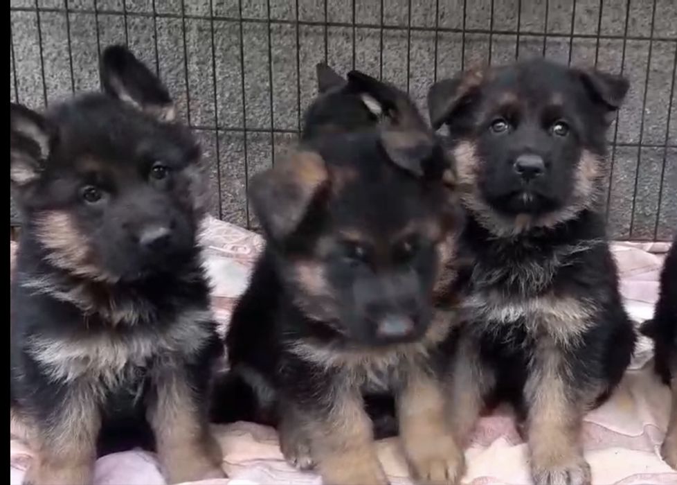 Щенятка-від найкращоі пари