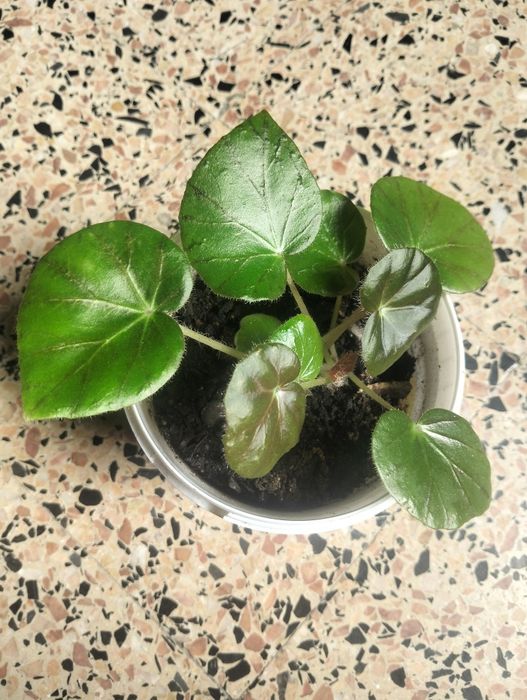 Planta Begónia Redonda
