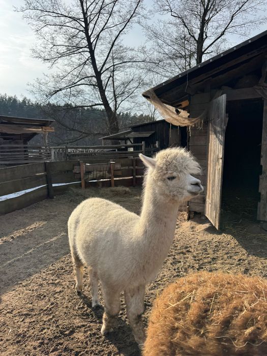 Alpaka - młoda samica