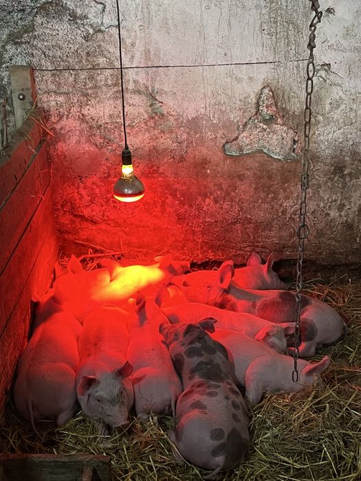 Продам поросята дюрок петрен