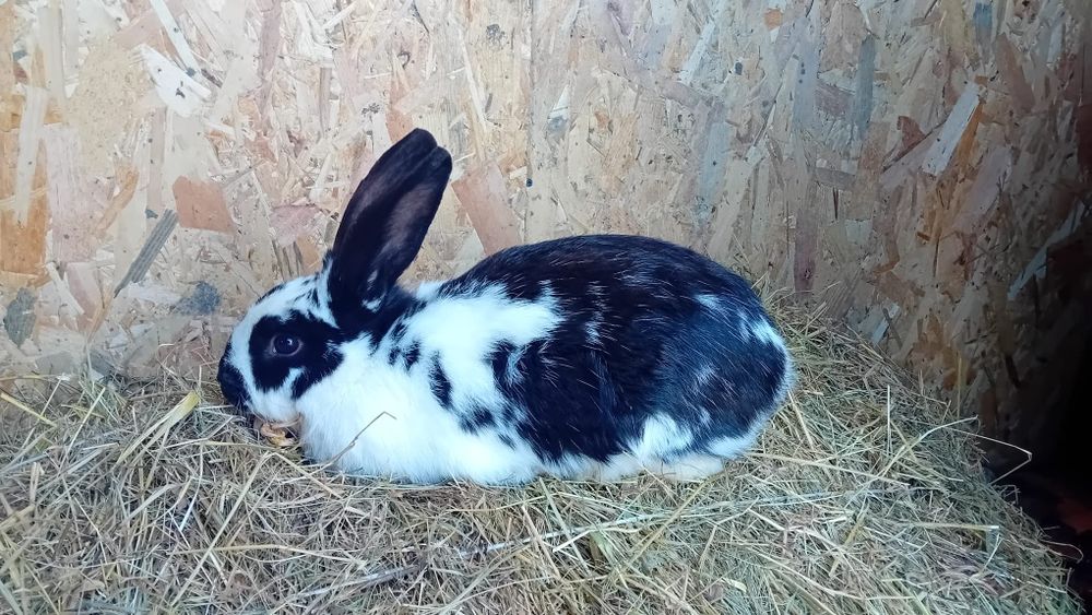 Sprzedam królika samca