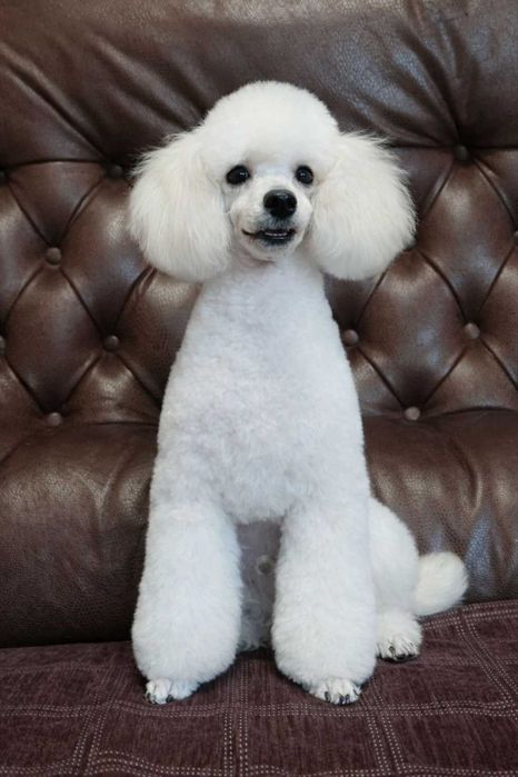 Щенки той пуделя