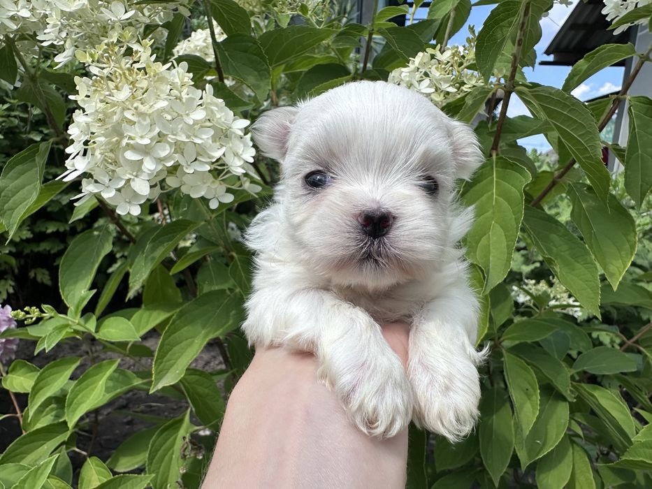 Відкрито бронювання на хлопчика мальтезе Mini Baby Face!