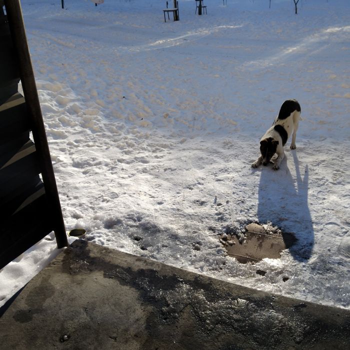 Отдам в хорошие руки