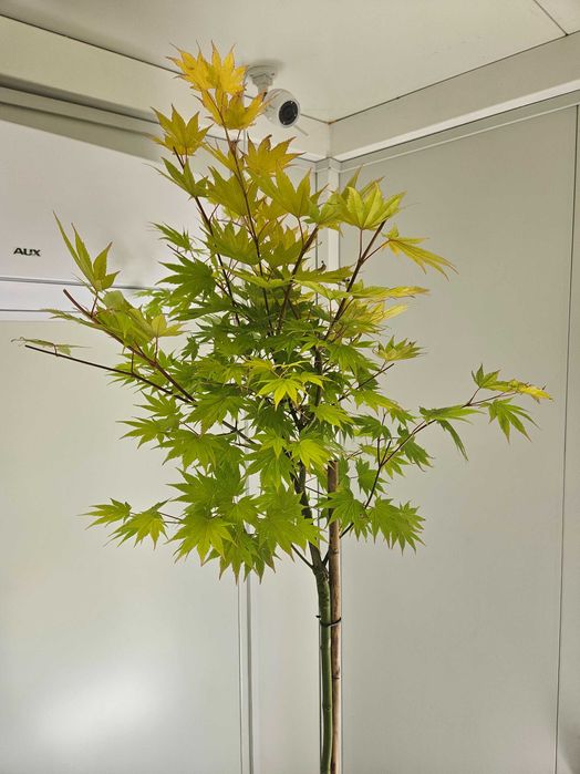 Klon palmowy Jordan szczepiony na pniu – Acer palmatum 'Jordan'