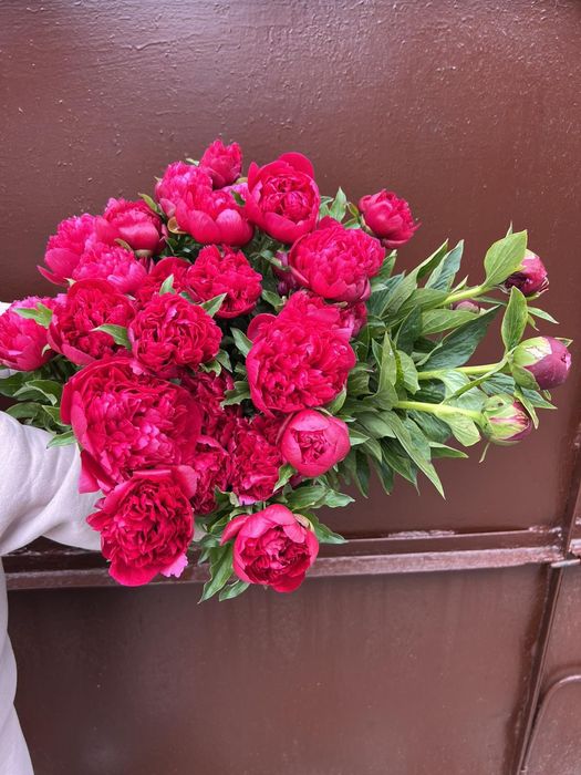 Пионы свежие на срез, пионы на срез, півонії домашні