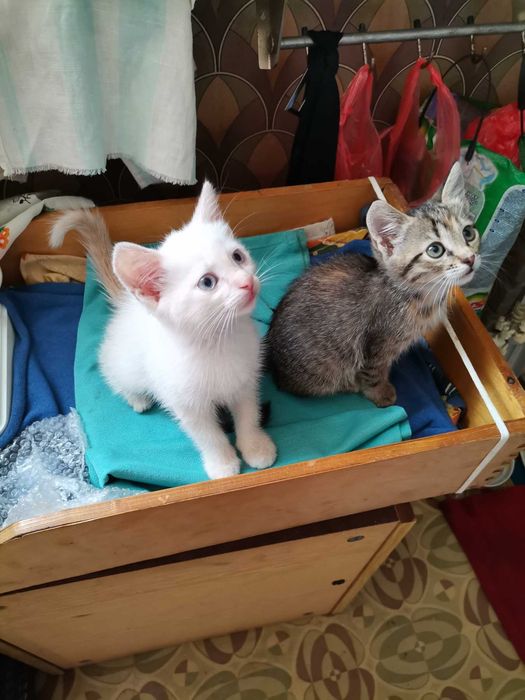 Котята бесплатно