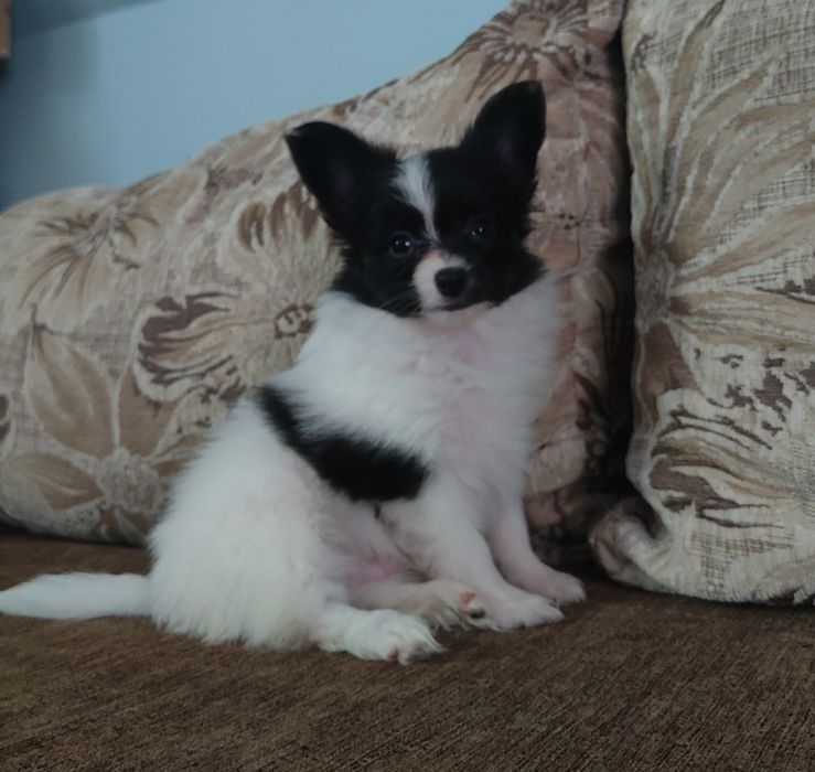 Spaniel kontynentalny miniaturowy Papillon - piesek ZKwP