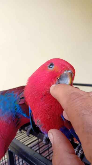 Aves criadas em cativeiro