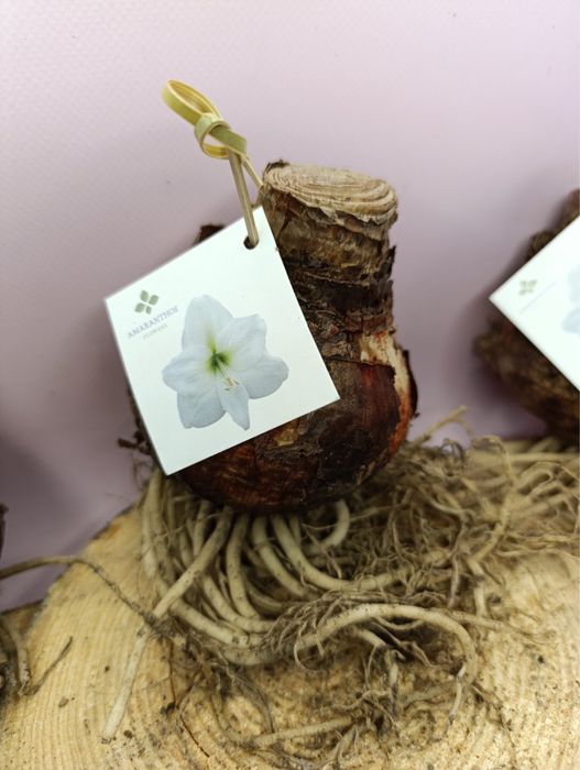 Гіпеаструм,каланхоє,діантус,ардізія,кислиця