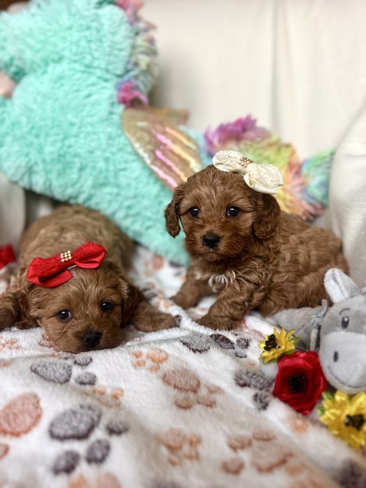 Cavapoo szczebiak nie cavalier nie pudel