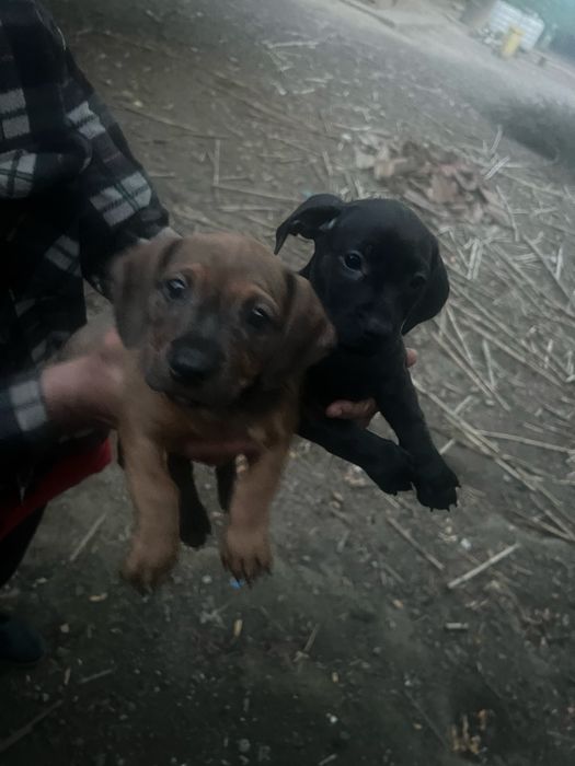 Oddam sczeniaczki w dobre ręce