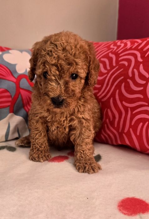 Piesek mini goldendoodle