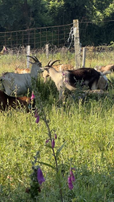 Vendo algumas cabras