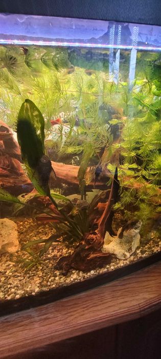 Rybka do akwarium zbrojnik "glonojad"