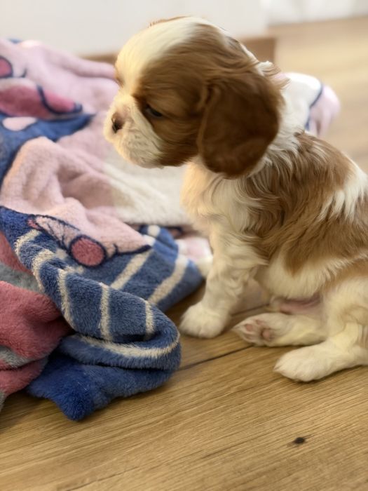 Cavalier King Charles Spaniel PIESEK