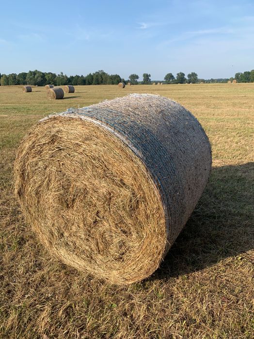 Siano bele zbiór 2025