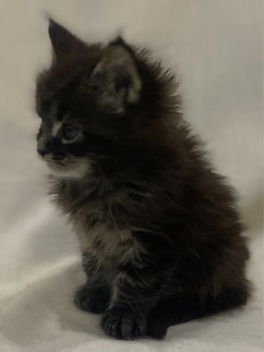 Мальчик мейн кун