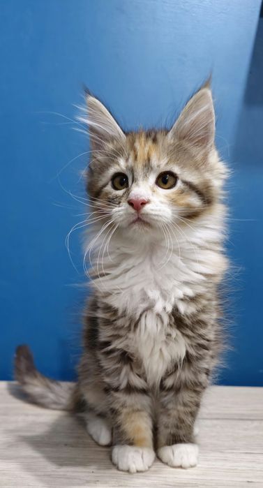 Srebrna szylkretowa kotka Maine coon