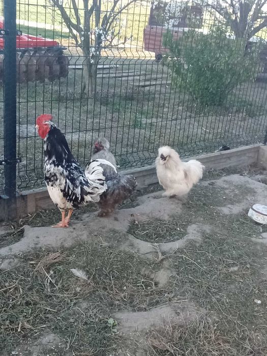 Zwierzęta Koguta silka