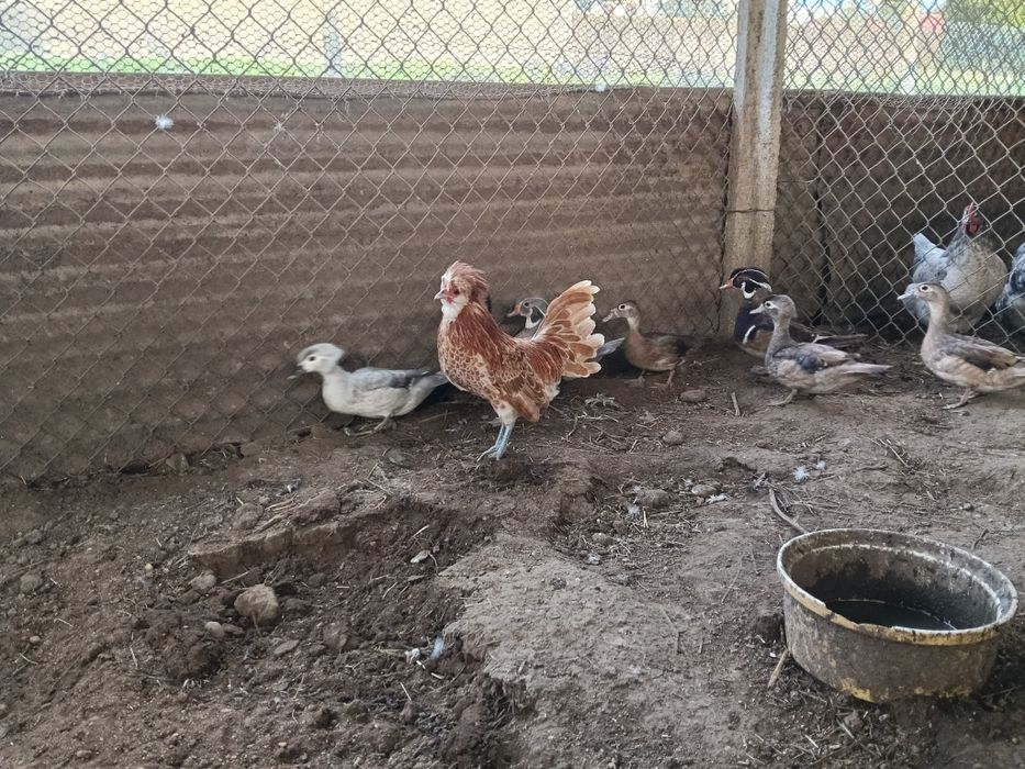 Paduano camurça 2025