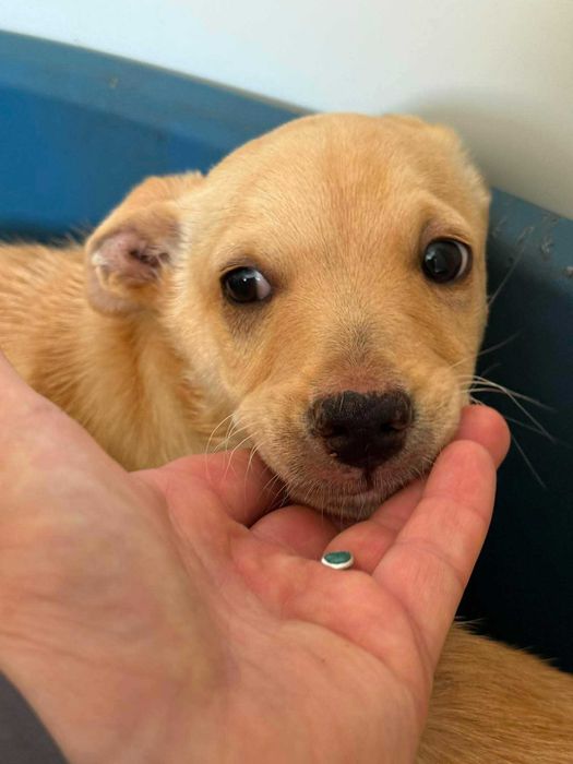 Malibu i Mimosa - słodziaki do adopcji