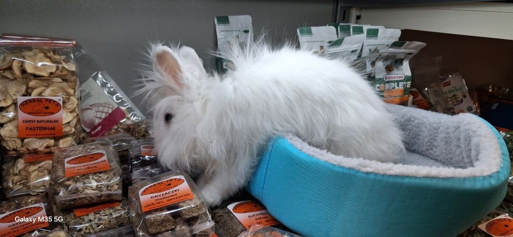 Królik jak marzenie