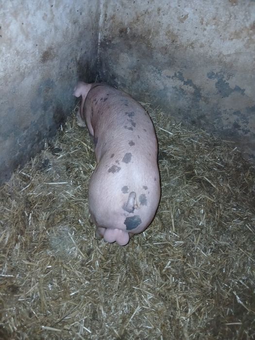 Sprzedam knura pietranxdoru