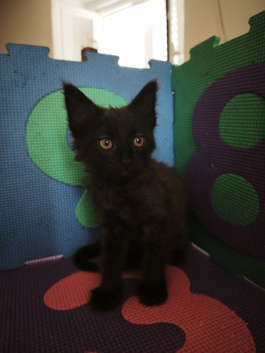 Gatos bebés para adoção