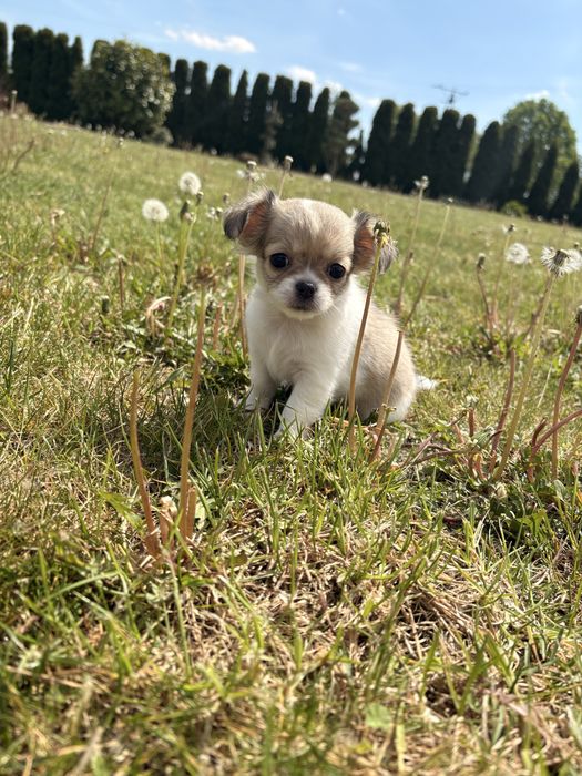 Chihuahua długowłosa – suczka, biało-łaciata.