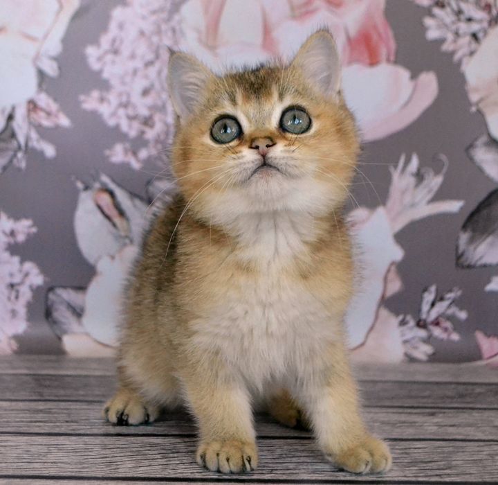 Шикарные котята золотистые шиншиллы
