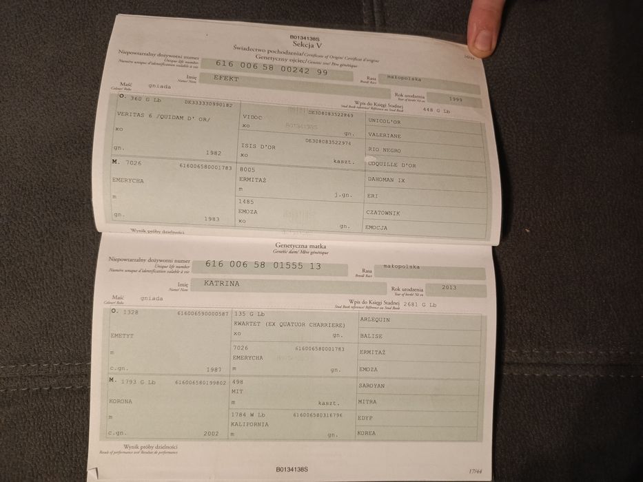 Sprzedam wałacha małopolskiego