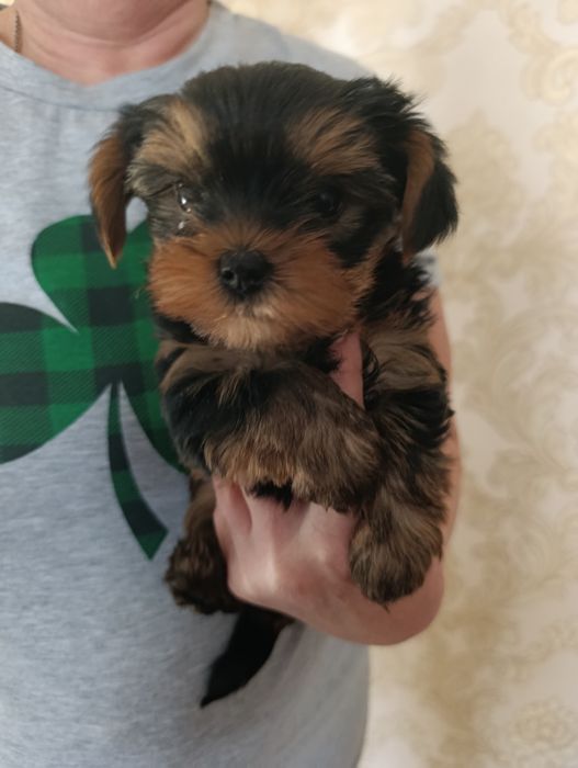 Продам дівчинку Йорк.