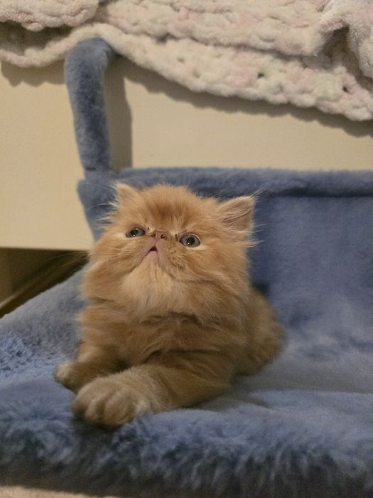 Персицькі котики екстримали