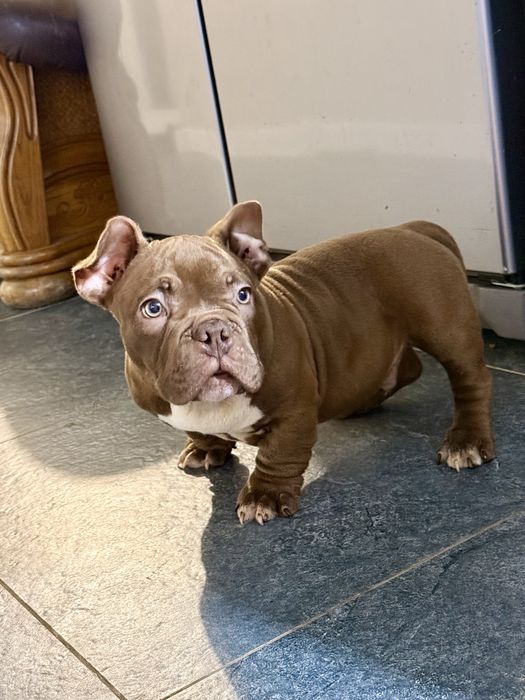 Буллі екзот нано Американський буллі