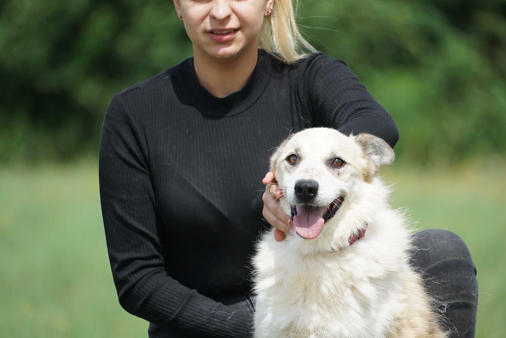 Dron - przepiękny pies szuka domu