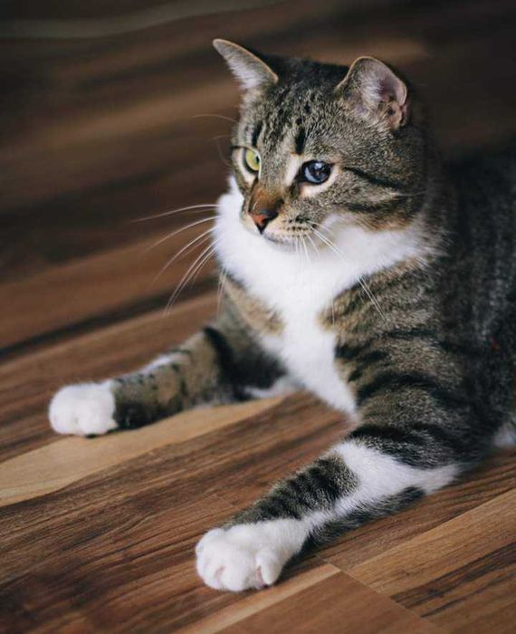 Ogromny, miziasty kocurek HUGON do adopcji za darmo ^-^
