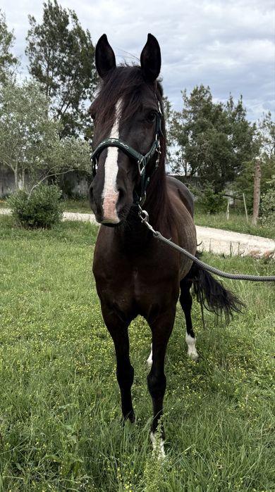Cavalo Lusitano 8 anos