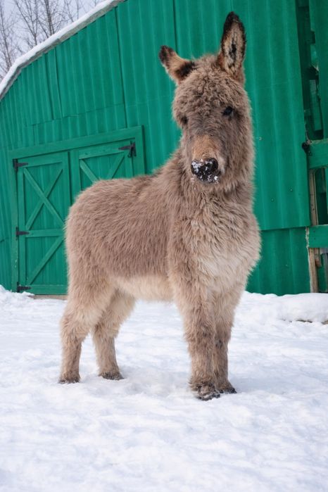 Віслюк, осел, ослік у продажу.